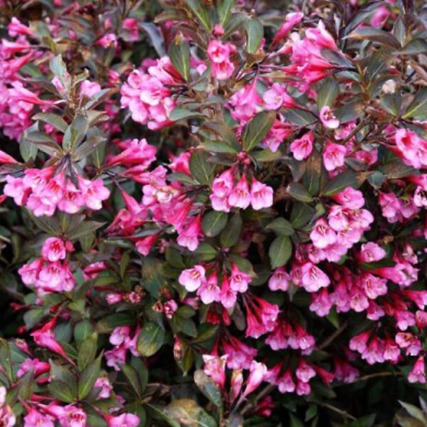 ARBORIX - 2 x Weigela florida 'Victoria' - Weigela florida 'Victoria'  - 50-60 cm pot - large