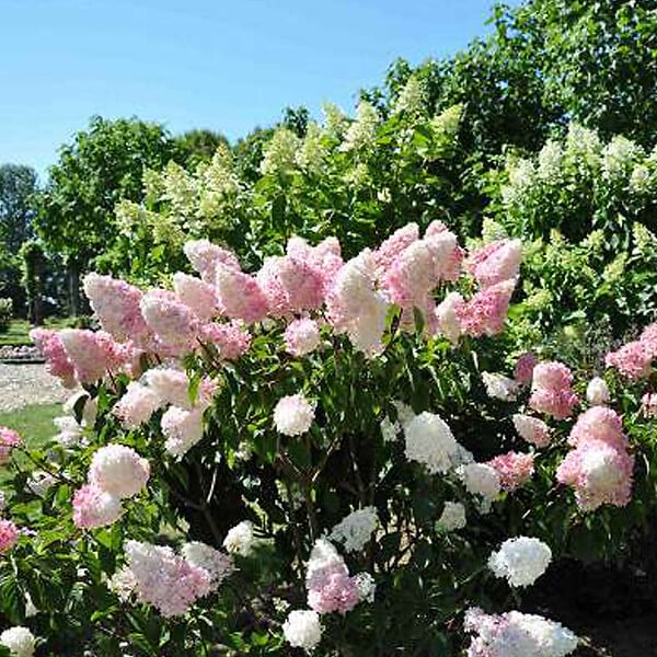 ARBORIX - 2 x Hortensia paniculé 'Vanille fraise'® - Hydrangea paniculata Vanille Fraise  - 40-50 cm pot - large