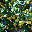 ARBORIX - 2 x Épine-vinette verruqueuse - Berberis verruculosa  - 25-30 cm pot - vignette
