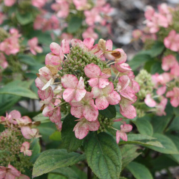 ARBORIX - Hortensia 'Dart's Little Dot' - Hydrangea paniculata 'Dart's Little Dot'  - 30-40 cm pot - large