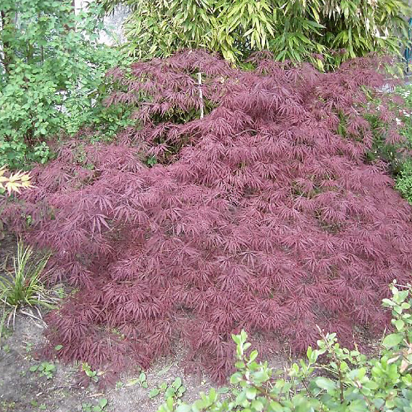 ARBORIX - Érable du Japon 'Inaba Shidare' - Acer palmatum 'Inaba-Shidare'  - 40-50 cm pot - large