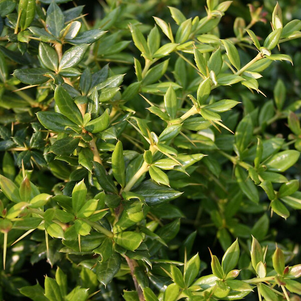 ARBORIX - 2 x Épine-vinette - Berberis frikartii 'Amstelveen'  - 25-30 cm pot - large