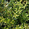 ARBORIX - 2 x Épine-vinette - Berberis frikartii 'Amstelveen'  - 25-30 cm pot - vignette