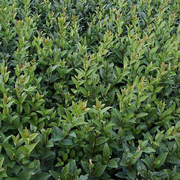 ARBORIX - 2 x Troène commun - Ligustrum vulgare 'Atrovirens'  - 60-80 cm pot - large
