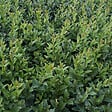ARBORIX - 2 x Troène commun - Ligustrum vulgare 'Atrovirens'  - 60-80 cm pot - vignette