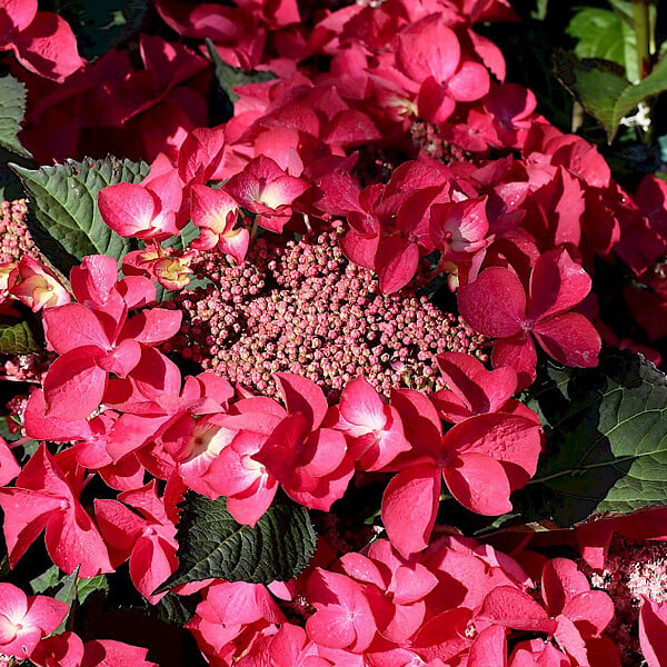 ARBORIX - 2 x Hortensia 'Kardinal' - Hydrangea macrophylla 'Kardinal'  - 25-30 cm pot - large