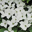 ARBORIX - Cornouiller du Japon 'Chinensis' - Cornus kousa Chinensis  - 50-60 cm pot - vignette