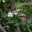 ARBORIX - Osmanthe à feuilles variables - Osmanthus Heterophyllus  - 50-60 cm pot - vignette