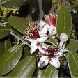 ARBORIX - Goyavier du Brésil - Acca Sellowiana  - 60-80 cm pot - vignette
