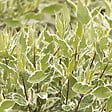 ARBORIX - 2 x Cornouiller blanc 'Ivory Halo'® - Cornus alba 'Ivory Halo'  - 40-60 cm pot - vignette
