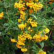 ARBORIX - 2 x Buisson ardent 'Soleil d'Or' - Pyracantha 'Soleil D'Or'  - 60-80 cm pot - vignette