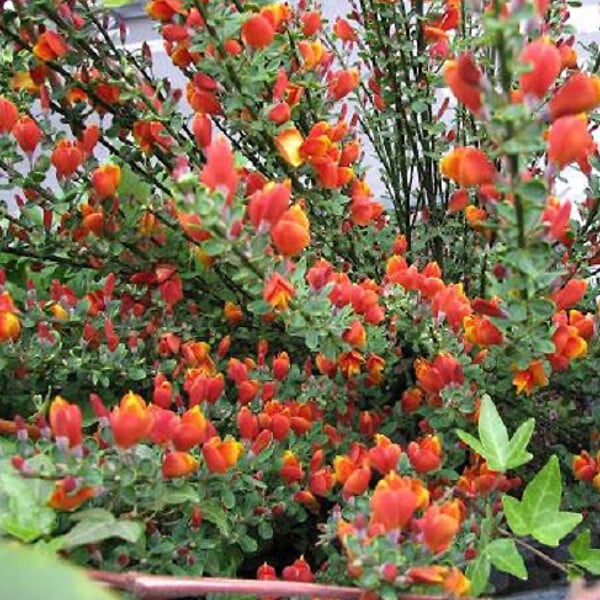 ARBORIX - 2 x Genêt 'Lena' - Cytisus 'Lena'  - 40-60 cm pot - large