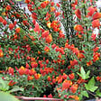 ARBORIX - 2 x Genêt 'Lena' - Cytisus 'Lena'  - 40-60 cm pot - vignette