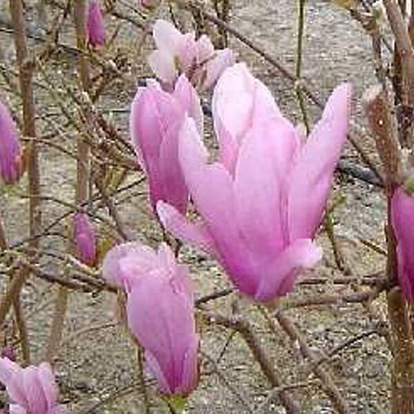 ARBORIX - Magnolia 'George Henry Kern' - Magnolia 'George Henry Kern'  - 60-80 cm pot - large
