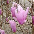 ARBORIX - Magnolia 'George Henry Kern' - Magnolia 'George Henry Kern'  - 60-80 cm pot - vignette