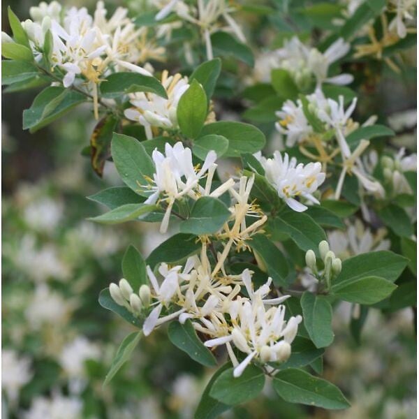 ARBORIX - 2 x Chèvrefeuille d'hiver - Lonicera fragrantissima  - 40-50 cm pot - large