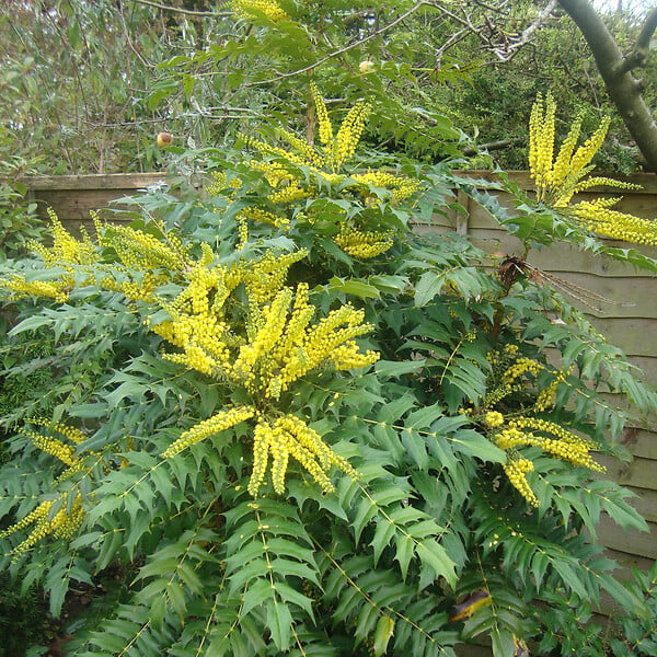 ARBORIX - Mahonia du Japon 'Bealei' - Mahonia Japonica (= Bealei)  - 50- 60 cm pot - large