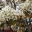 ARBORIX - 2 x Amélanchier de Lamarck - Amelanchier Lamarckii  - 60-80 cm pot - vignette