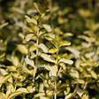 ARBORIX - 2 x Fusain persistant 'Blondy' - Euonymus fortunei 'Blondy'  - 20-30 cm pot - vignette