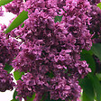 ARBORIX - Lilas commun - Syringa vulgaris 'Mrs Edward Harding'  - 40-60 cm pot - vignette
