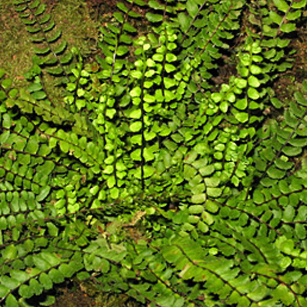 ARBORIX - 6 x Fausse capillaire - Asplenium trichomanes  - godet 9cm x 9cm - large