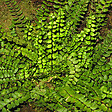 ARBORIX - 6 x Fausse capillaire - Asplenium trichomanes  - godet 9cm x 9cm - vignette