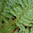 ARBORIX - 6 x Aspidie de Braun - Polystichum braunii  - godet 9cm x 9cm - vignette