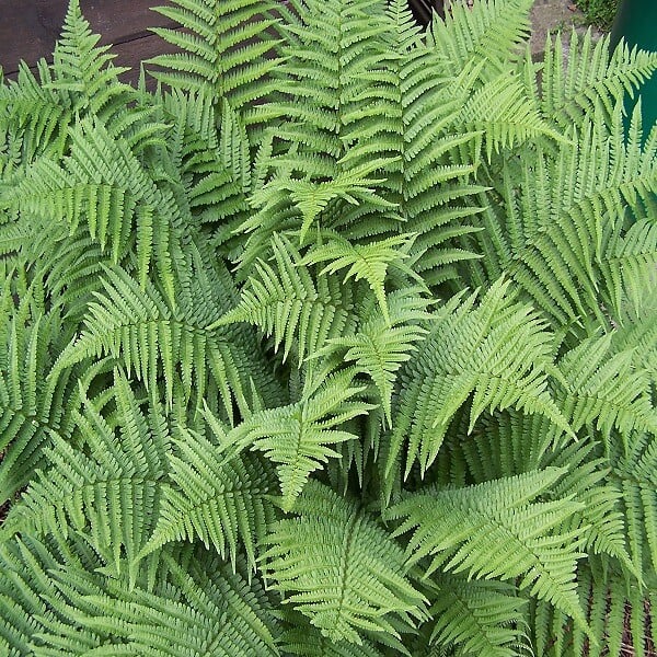 ARBORIX - 6 x Fougère mâle'Linearis Polydactyl' - Dryopteris filix-mas 'Linearis Polydactyla'  - godet 9cm x 9cm - large