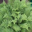 ARBORIX - 6 x Fougère mâle'Linearis Polydactyl' - Dryopteris filix-mas 'Linearis Polydactyla'  - godet 9cm x 9cm - vignette