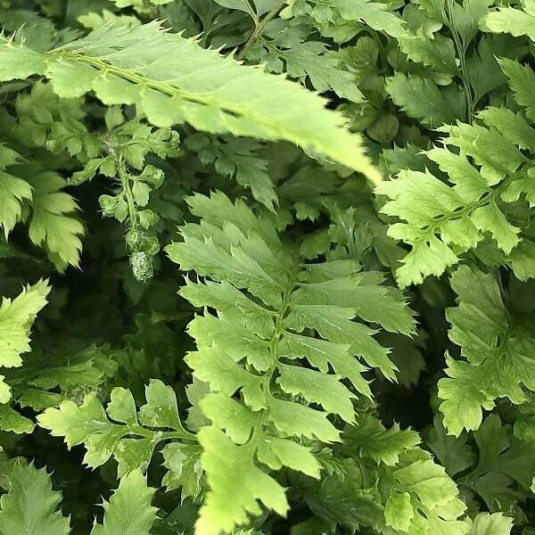 ARBORIX - 6 x Aspidie à cils raides 'Herrenhausen' - Polystichum setiferum 'Herrenhausen'  - godet 9cm x 9cm - large