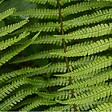 ARBORIX - 6 x Fougère à écailles dorées - Dryopteris Wallichiana  - godet 9cm x 9cm - vignette
