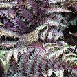 ARBORIX - 6 x Athyrium niponicum 'Metallicum' - Athyrium Niponicum 'Metallicum'  - godet 9cm x 9cm - vignette