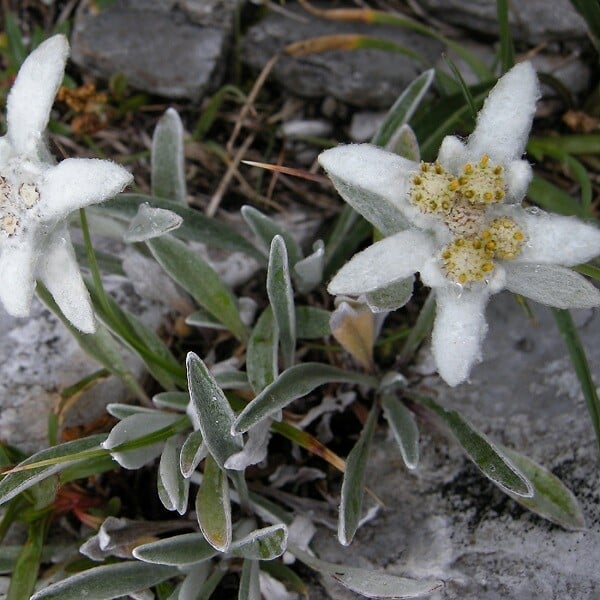ARBORIX - 6 x Edelweiss des Alpes - Leontopodium alpinum  - godet 9cm x 9cm - large