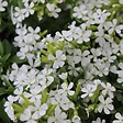 ARBORIX - 6 x Saponaria ocymoides 'Snow Tip' - Saponaria ocymoides 'Snow Tip'  - godet 9cm x 9cm - vignette