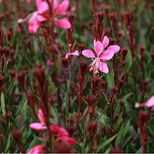 ARBORIX - 6 x Gaura lindheimeri 'Tutti Frutti' - Gaura Lindheimeri 'Tutti Frutti'  - godet 9cm x 9cm - large