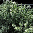 ARBORIX - 6 x Thym citron 'Silver Queen' - Thymus citriodorus 'Silver Queen'  - godet 9cm x 9cm - vignette