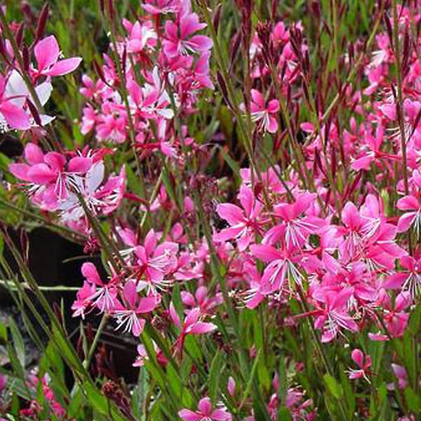ARBORIX - 6 x Gaura lindheimeri 'Siskiyou Pink' - Gaura lindheimeri 'Siskiyou Pink'  - godet 9cm x 9cm - large