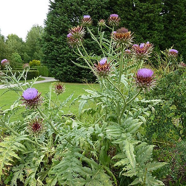 ARBORIX - 6 x Artichaut - Cynara scolymus  - godet 9cm x 9cm - large