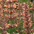 ARBORIX - 6 x Agastache hybrida. 'Fleur' - Agastache hybrida 'Fleur'  - godet 9cm x 9cm - vignette