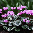 ARBORIX - 6 x Cyclamen de l'Ile de Cos - Cyclamen coum  - godet 9cm x 9cm - vignette