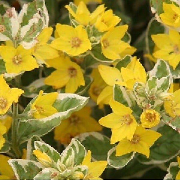 ARBORIX - 6 x Lysimaque ponctuée 'Alexander' - Lysimachia punctata 'Alexander'  - godet 9cm x 9cm - large