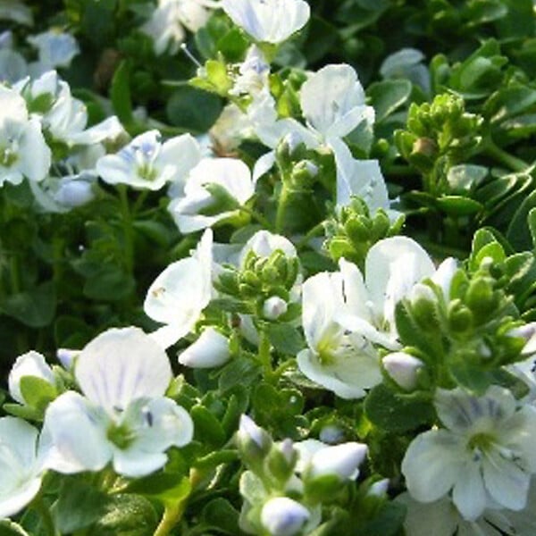 ARBORIX - 6 x Véronique rampante - Veronica repens  - godet 9cm x 9cm - large