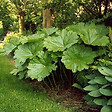 ARBORIX - 6 x Rhubarbe Indienne - Darmera peltata  - godet 9cm x 9cm - vignette