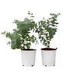 PLANT IN A BOX - Gommier - Set de 2 - Eucalyptus 'Pulverulenta' - Hauteur 25-40cm - ⌀13cm - vignette