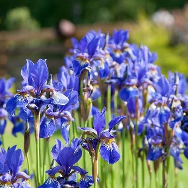 ARBORIX - 6 x Iris de Sibérie 'Blue King' - Iris 'Blue King'  - godet 9cm x 9cm - large