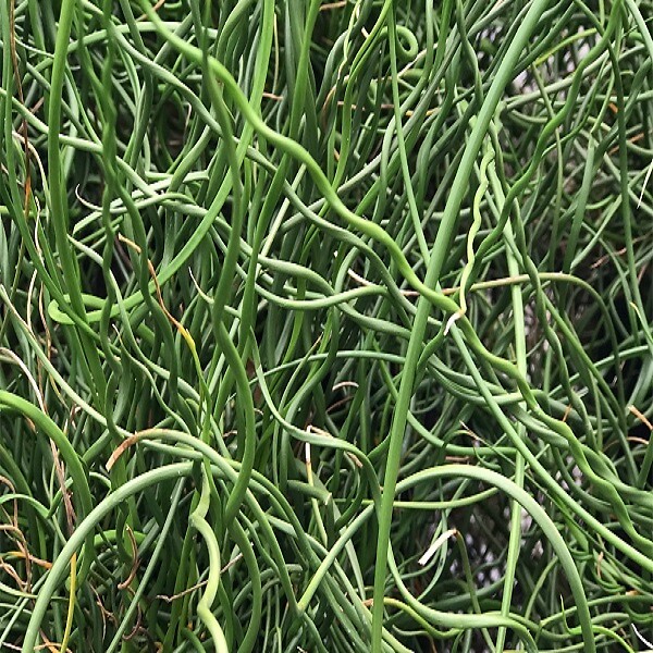 ARBORIX - 6 x Jonc spiralé 'Spiralis' - Juncus Effusus 'Spiralis'  - godet 9cm x 9cm - large