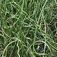 ARBORIX - 6 x Jonc spiralé 'Spiralis' - Juncus Effusus 'Spiralis'  - godet 9cm x 9cm - vignette