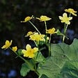 ARBORIX - 6 x Caltha des Marais - Caltha Palustris  - godet 9cm x 9cm - vignette