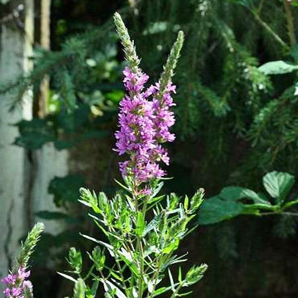 ARBORIX - 6 x Salicaire commune - Lythrum Salicaria  - godet 9cm x 9cm - large