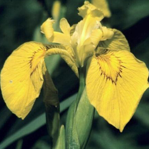 ARBORIX - 6 x Iris des marais - Iris Pseudacorus  - godet 9cm x 9cm - large